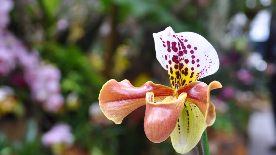 Fuehrung Orchideenschau