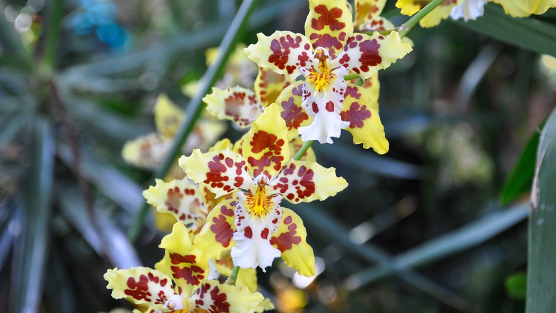 2 Orchideenschau Unendliche Weiten